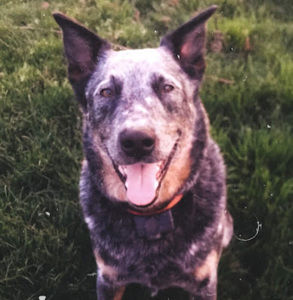 Meet your Posher, Bailey